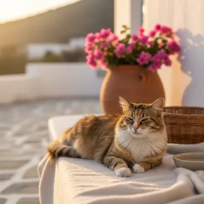 希腊流浪猫领养：旅游季常见问题解答